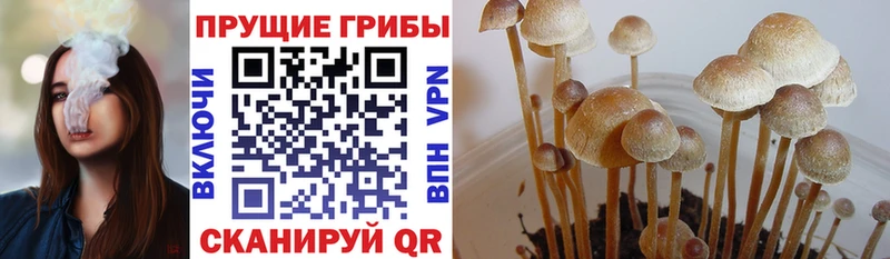 Псилоцибиновые грибы ЛСД  ссылка на мегу онион  Приволжский 